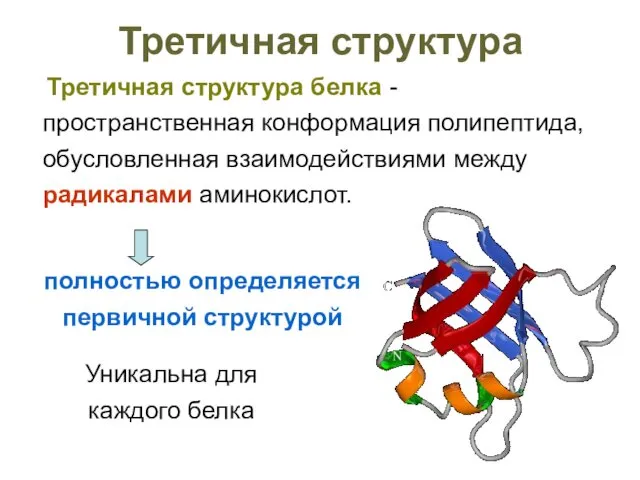 Третичная структура Третичная структура белка - пространственная конформация полипептида, обусловленная взаимодействиями между радикалами