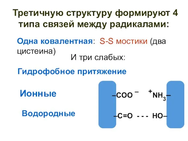 Третичную структуру формируют 4 типа связей между радикалами: Ионные –COO – +NH3– –C=O