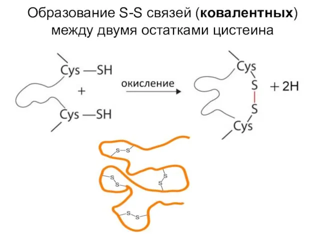 Образование S-S связей (ковалентных) между двумя остатками цистеина