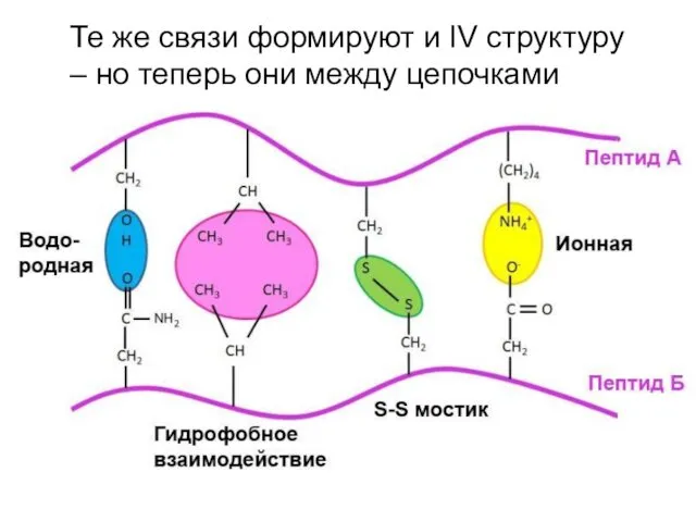 Те же связи формируют и IV структуру – но теперь они между цепочками