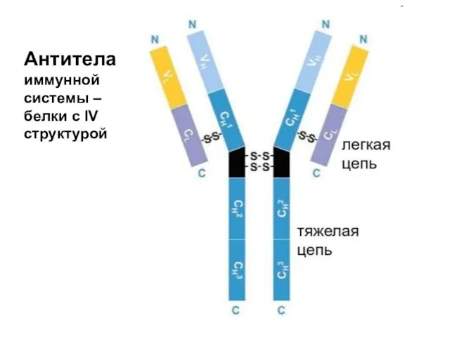 Антитела иммунной системы – белки с IV структурой