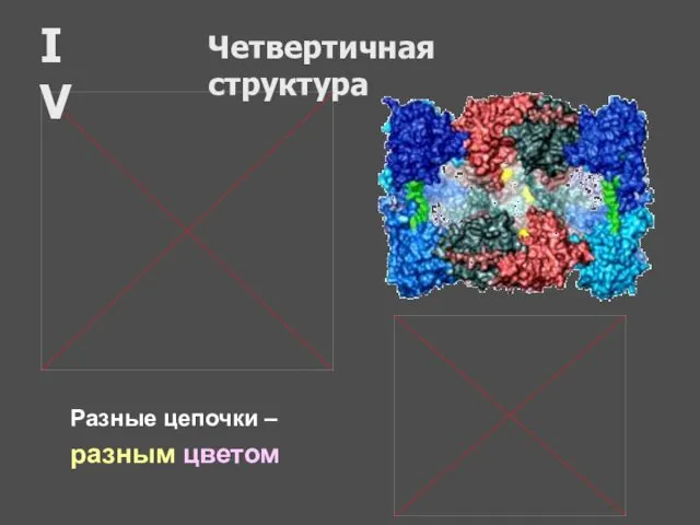 Четвертичная структура IV Разные цепочки – разным цветом