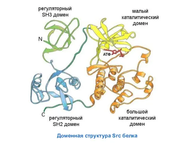Доменная структура Src белка