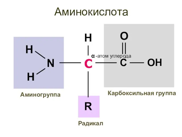 Аминокислота С -атом углерода α Карбоксильная группа Аминогруппа R H Радикал