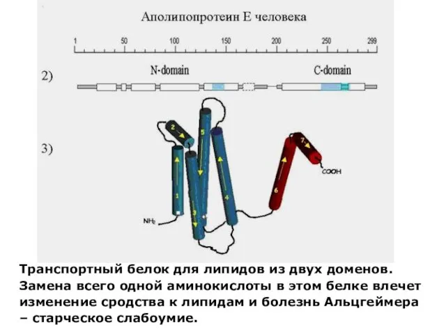 Транспортный белок для липидов из двух доменов. Замена всего одной