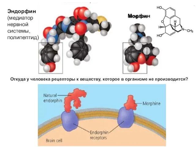 Эндорфин (медиатор нервной системы, полипептид) Морфин Откуда у человека рецепторы к веществу, которое