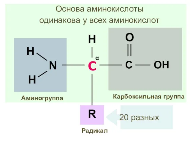 С α Карбоксильная группа Аминогруппа R H Радикал Основа аминокислоты одинакова у всех аминокислот 20 разных