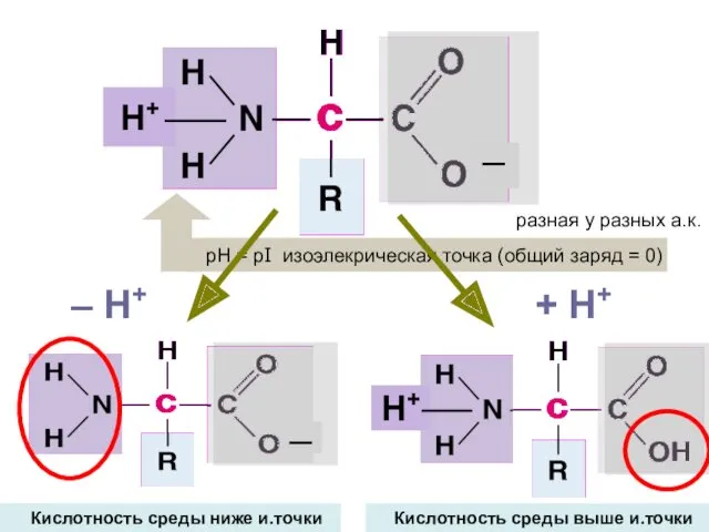 ─ Н+ разная у разных а.к. + H+ – H+ Кислотность среды выше