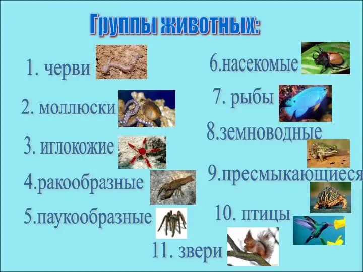 Группы животных: 1. черви 2. моллюски 3. иглокожие 4.ракообразные 5.паукообразные 6.насекомые 7. рыбы