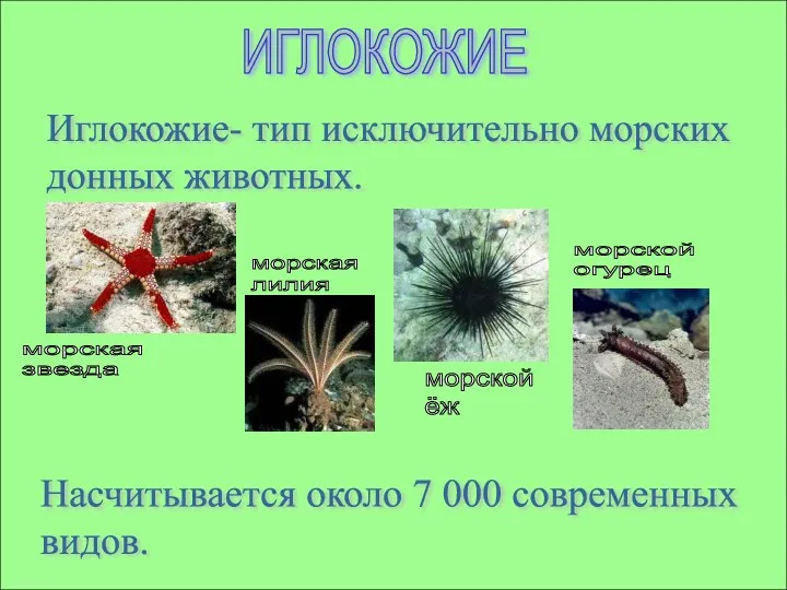 ИГЛОКОЖИЕ Иглокожие- тип исключительно морских донных животных. морская звезда морская лилия морской ёж