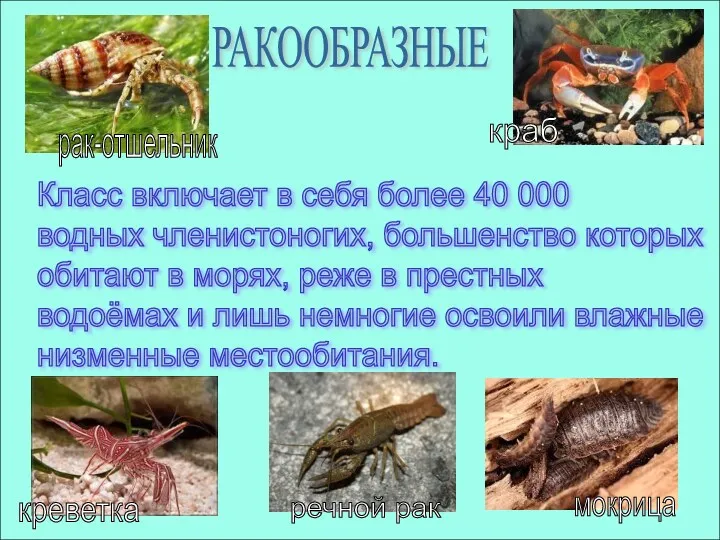 РАКООБРАЗНЫЕ Класс включает в себя более 40 000 водных членистоногих,