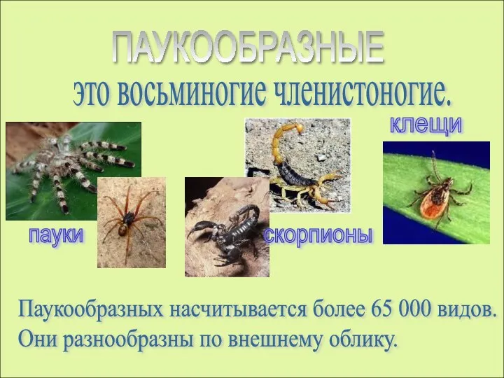 ПАУКООБРАЗНЫЕ это восьминогие членистоногие. пауки скорпионы клещи Паукообразных насчитывается более 65 000 видов.