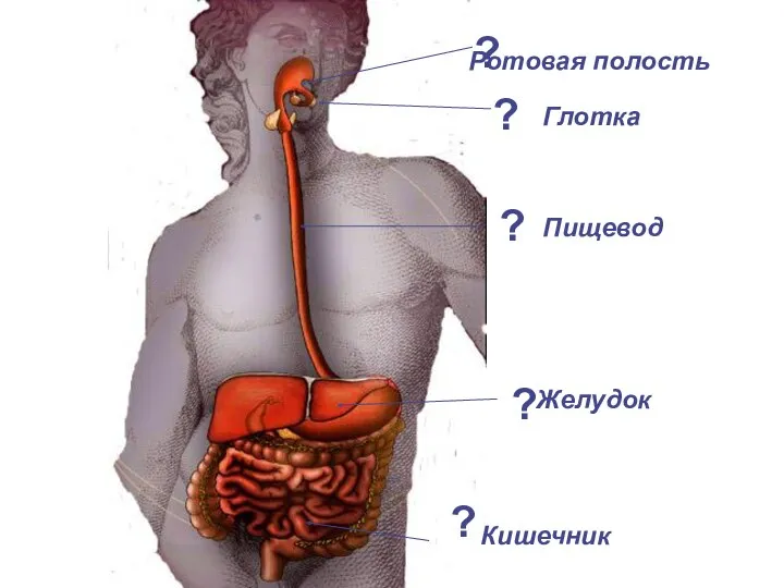 Ротовая полость Пищевод Желудок Кишечник ? ? ? ? ? Глотка