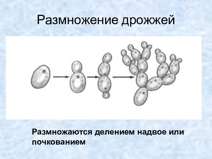 Размножение дрожжей Размножаются делением надвое или почкованием