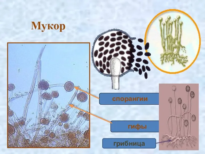 спорангии гифы Мукор грибница