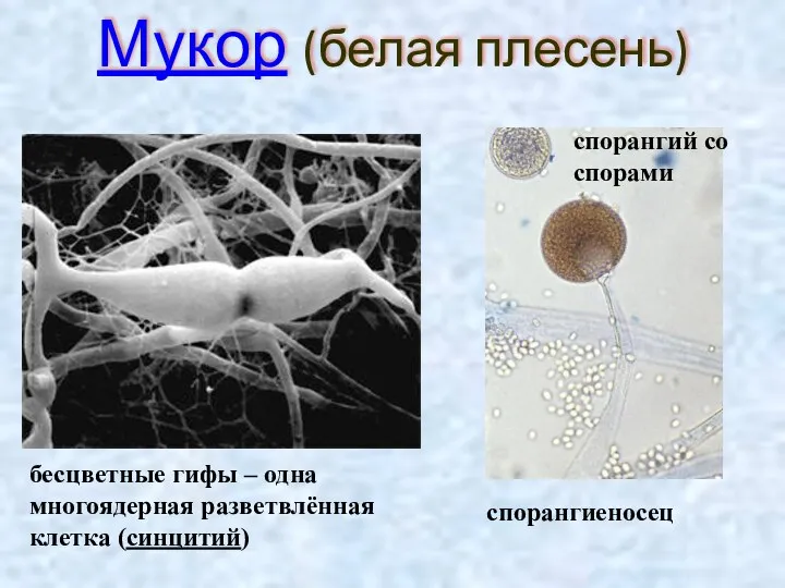 Мукор (белая плесень) бесцветные гифы – одна многоядерная разветвлённая клетка (синцитий) спорангиеносец спорангий со спорами