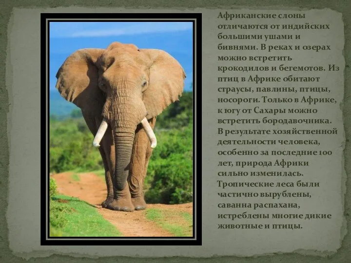 Африканские слоны отличаются от индийских большими ушами и бивнями. В