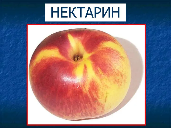 НЕКТАРИН