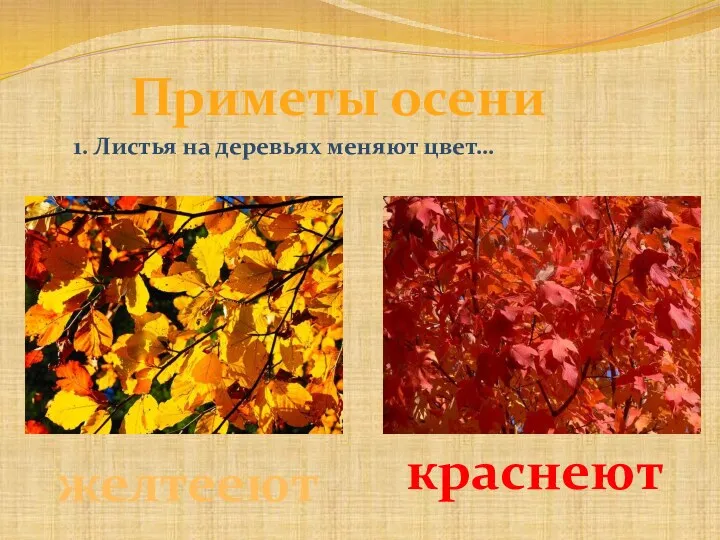 Приметы осени желтееют краснеют 1. Листья на деревьях меняют цвет…