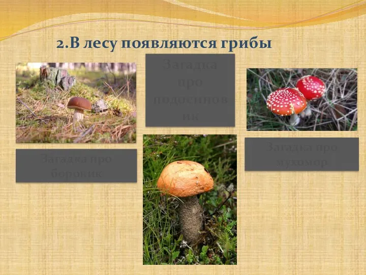 2.В лесу появляются грибы Загадка про боровик Загадка про подосиновик Загадка про мухомор