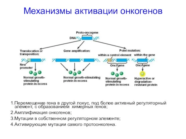 Механизмы активации онкогенов Перемещение гена в другой локус, под более активный регуляторный элемент,