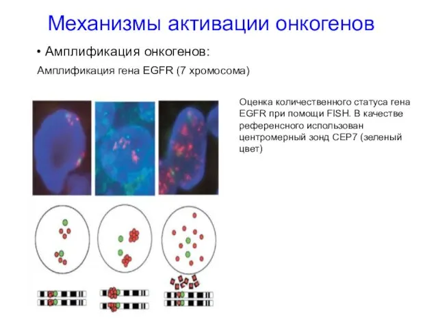 Механизмы активации онкогенов Амплификация онкогенов: Амплификация гена EGFR (7 хромосома) Оценка количественного статуса