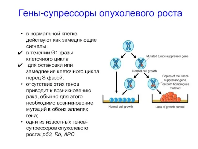 Гены-супрессоры опухолевого роста в нормальной клетке действуют как замедляющие сигналы: