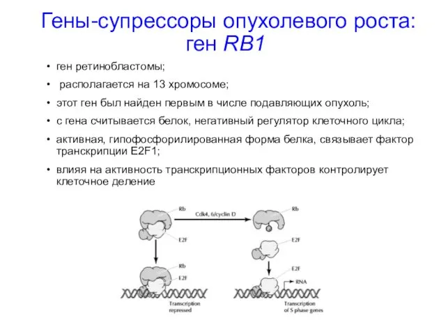 Гены-супрессоры опухолевого роста: ген RB1 ген ретинобластомы; располагается на 13 хромосоме; этот ген
