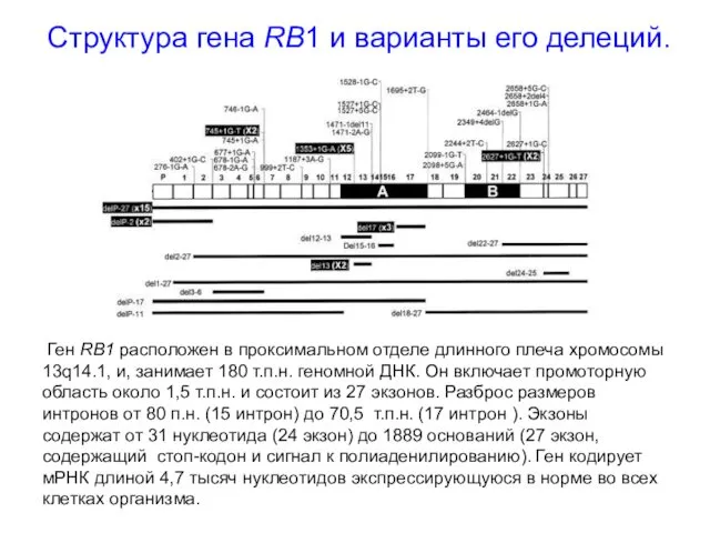 Структура гена RB1 и варианты его делеций. Ген RB1 расположен