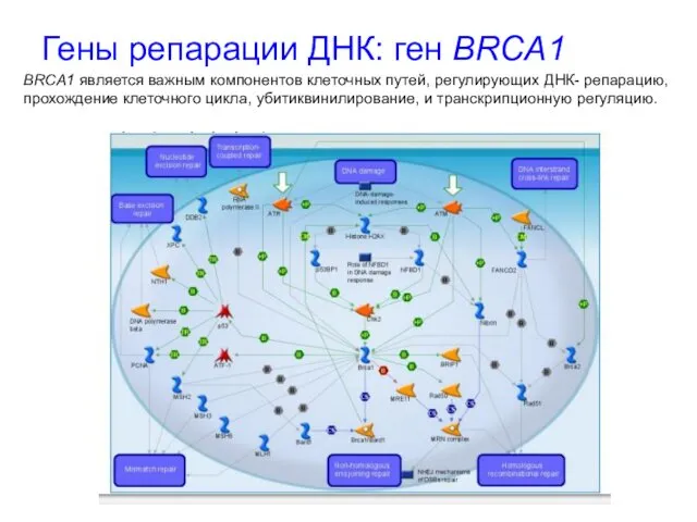 Гены репарации ДНК: ген BRCA1 BRCA1 является важным компонентов клеточных путей, регулирующих ДНК-