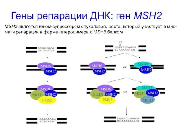 Гены репарации ДНК: ген MSH2 MSH2 является геном-супрессором опухолевого роста, который участвует в