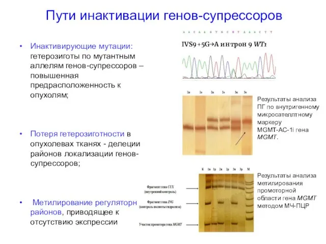 Пути инактивации генов-супрессоров Инактивирующие мутации: гетерозиготы по мутантным аллелям генов-супрессоров – повышенная предрасположенность