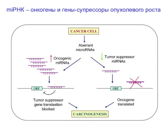 miРНК – онкогены и гены-супрессоры опухолевого роста