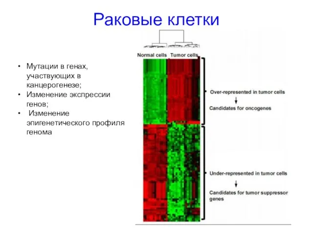 Раковые клетки Мутации в генах, участвующих в канцерогенезе; Изменение экспрессии генов; Изменение эпигенетического профиля генома