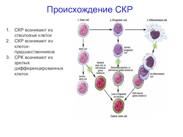 Происхождение СКР СКР возникают из стволовых клеток СКР возникают из клеток-предшественников СРК возникают
