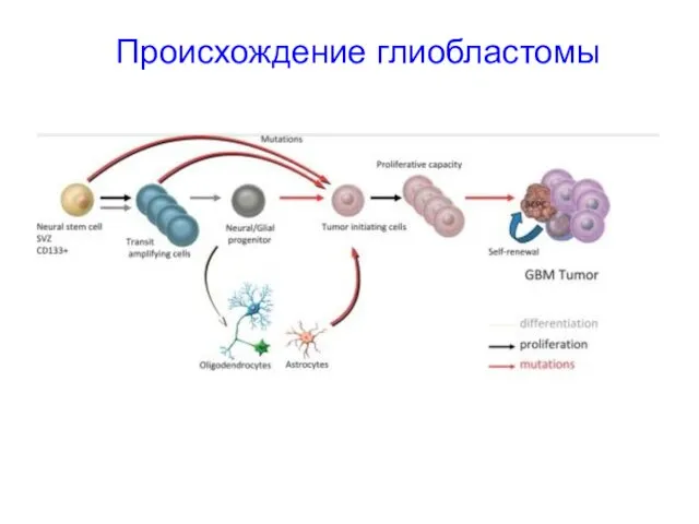 Происхождение глиобластомы