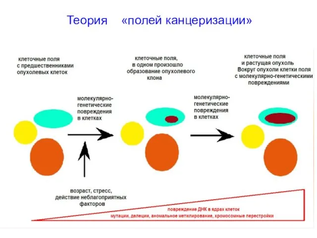 Теория «полей канцеризации»