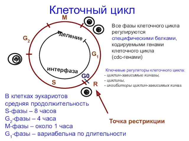 Клеточный цикл В клетках эукариотов средняя продолжительность S-фазы – 8