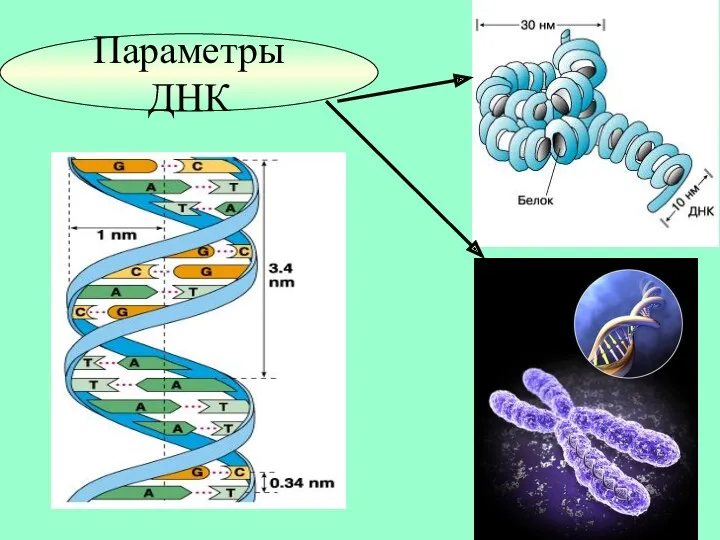 Параметры ДНК