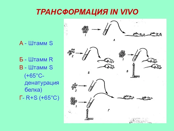 ТРАНСФОРМАЦИЯ IN VIVO А - Штамм S Б - Штамм