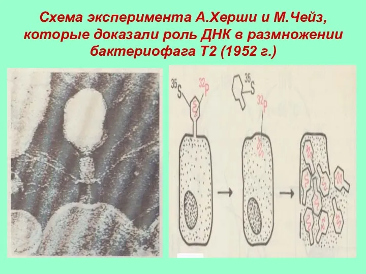 Схема эксперимента А.Херши и М.Чейз, которые доказали роль ДНК в размножении бактериофага Т2 (1952 г.)