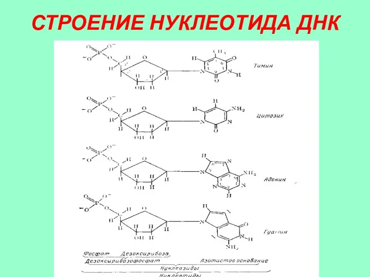 СТРОЕНИЕ НУКЛЕОТИДА ДНК