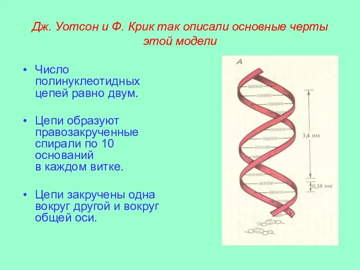 Дж. Уотсон и Ф. Крик так описали основные черты этой модели Число полинуклеотидных