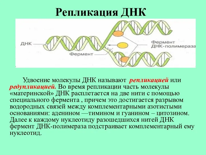 Репликация ДНК Удвоение молекулы ДНК называют репликацией или редупликацией. Во время репликации часть