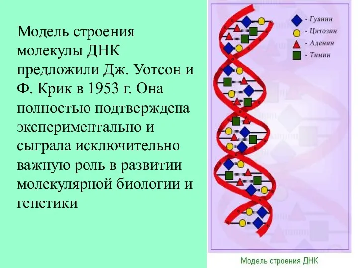 Модель строения молекулы ДНК предложили Дж. Уотсон и Ф. Крик в 1953 г.