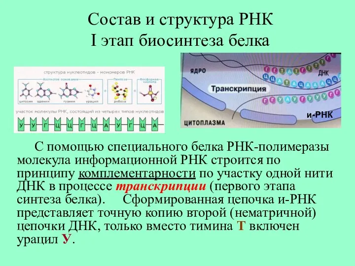 Состав и структура РНК I этап биосинтеза белка С помощью специального белка РНК-полимеразы