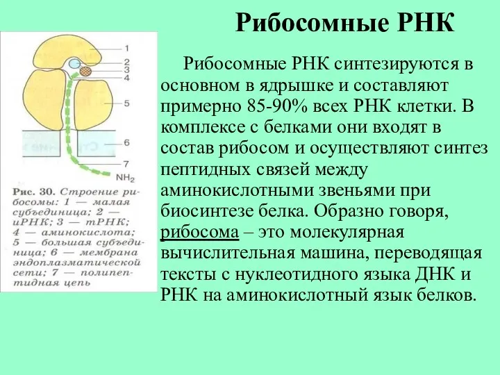 Рибосомные РНК Рибосомные РНК синтезируются в основном в ядрышке и составляют примерно 85-90%