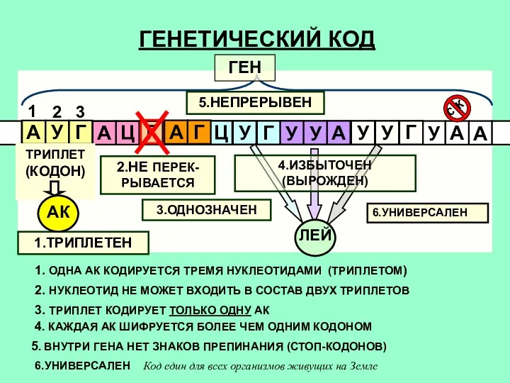 ГЕНЕТИЧЕСКИЙ КОД 1 2 3 ТРИПЛЕТ (КОДОН) 1.ТРИПЛЕТЕН 2.НЕ ПЕРЕК-РЫВАЕТСЯ