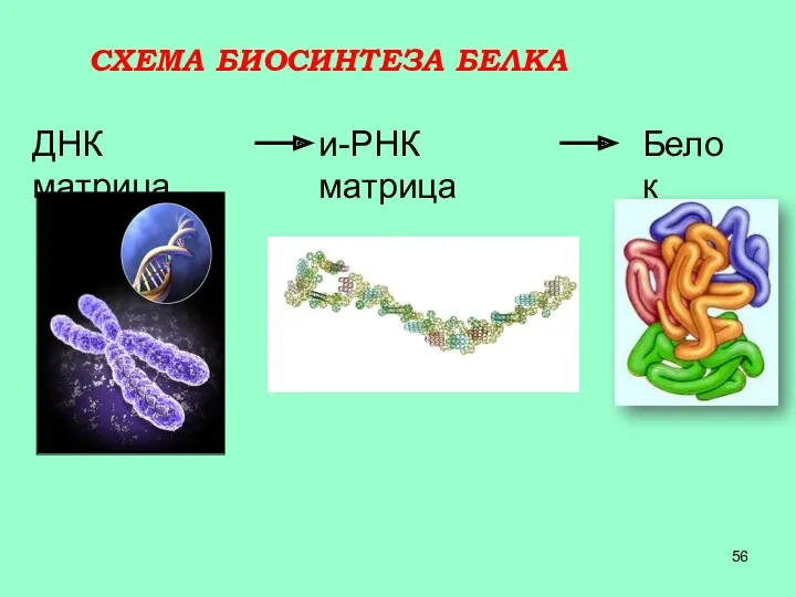 СХЕМА БИОСИНТЕЗА БЕЛКА и-РНК матрица Белок ДНК матрица
