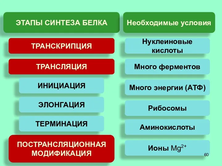 ЭТАПЫ СИНТЕЗА БЕЛКА ТРАНСКРИПЦИЯ ТРАНСЛЯЦИЯ ПОСТРАНСЛЯЦИОННАЯ МОДИФИКАЦИЯ ИНИЦИАЦИЯ ЭЛОНГАЦИЯ ТЕРМИНАЦИЯ Необходимые условия Нуклеиновые